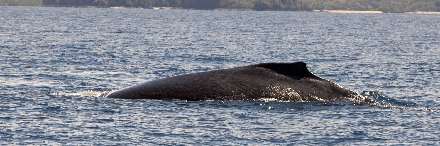 whale humpback
