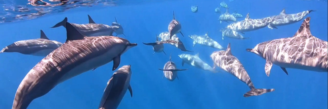 school of underwater dolphins